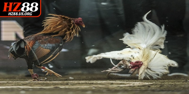 Cách chơi đá gà cựa sắt đã trở thành một môn thể thao kịch tính