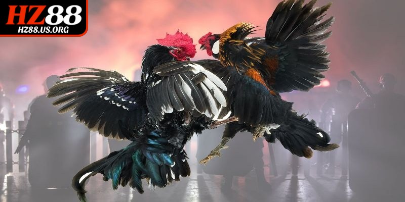 Hướng dẫn tham gia cách chơi đá gà cựa sắt HZ88