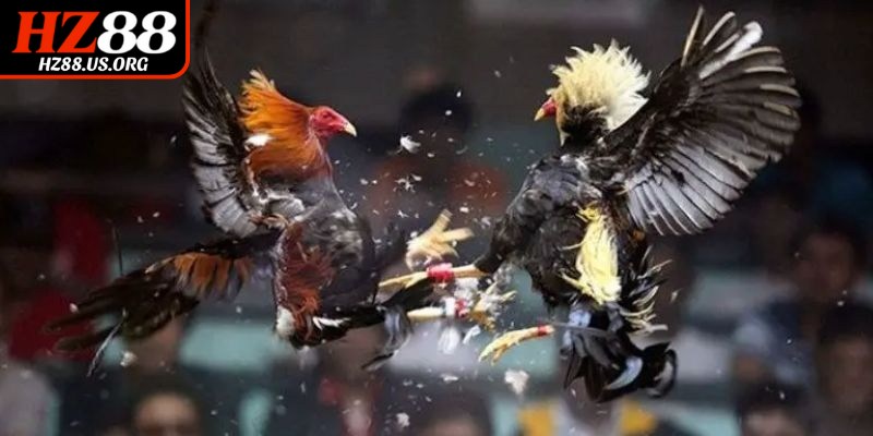 Cách chơi đá gà cựa sắt giúp nâng cao tỷ lệ thắng cược
