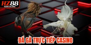 Đá Gà Trực Tiếp Casino