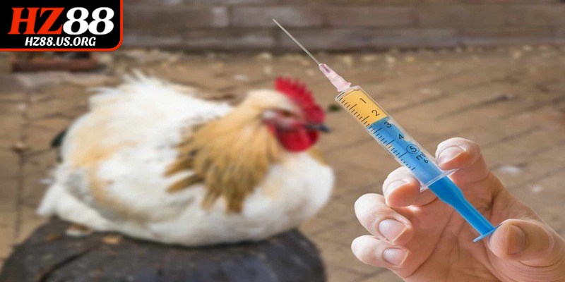 Cách trị bệnh gà thở khò khè hiệu quả theo từng trường hợp