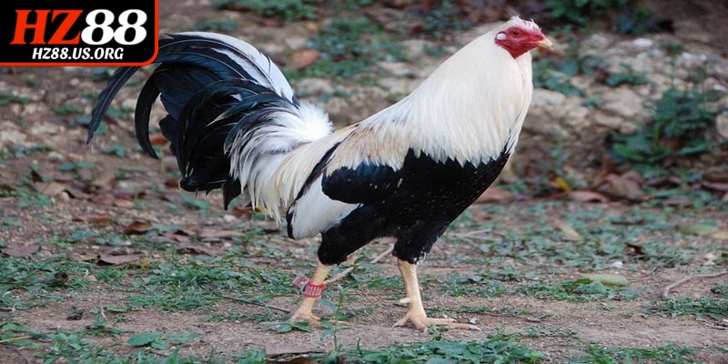 Tiêu chí then chốt trong kinh nghiệm chọn chiến kê HZ88