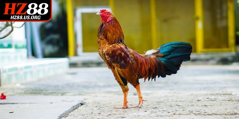 Kinh nghiệm chọn gà đá từ thực tiễn của sư kê lâu năm