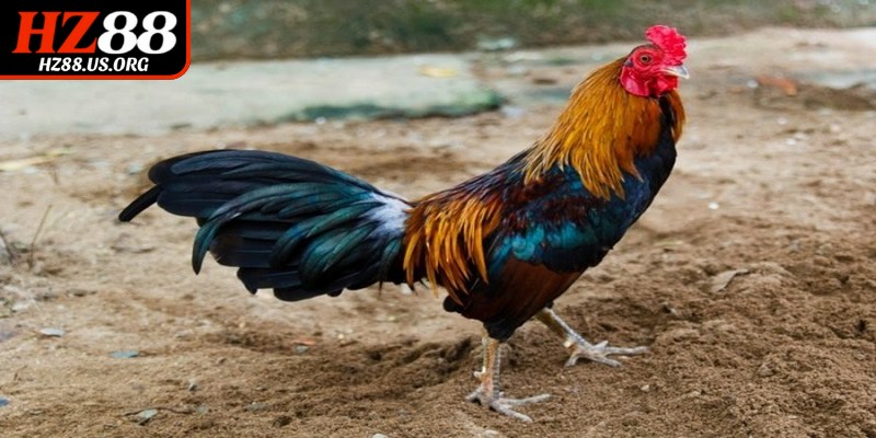 Những lưu ý quan trọng trước khi quyết định chọn gà đá