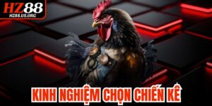 Kinh Nghiệm Chọn Chiến Kê